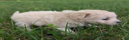 Pomapoo dogs for sale: Sunflower - Ad 6