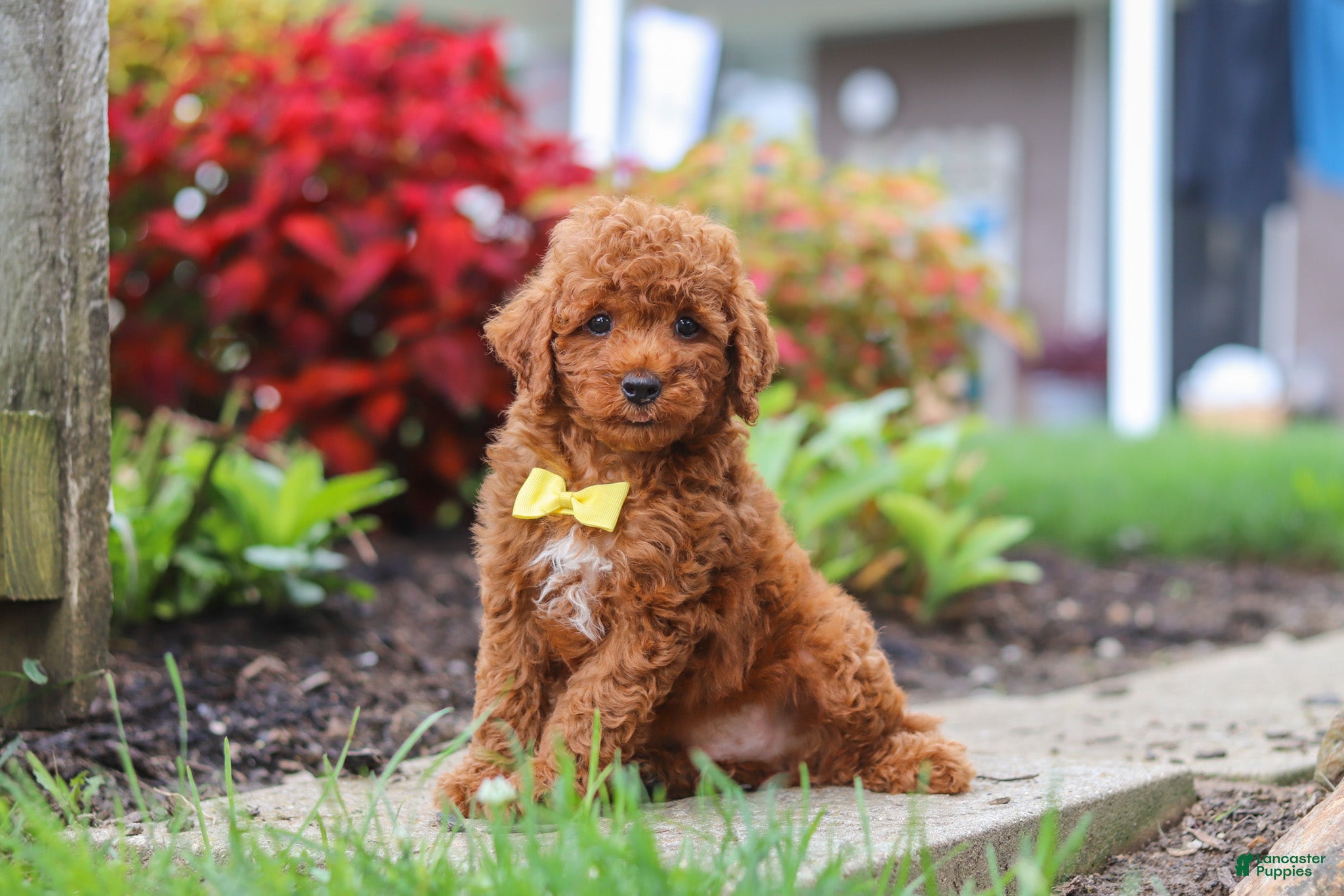 Miniature Poodle dogs Finn - Ad 2