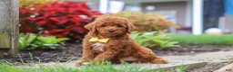 Miniature Poodle dogs for sale: Finn - Ad 2