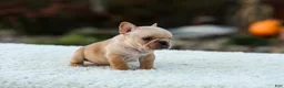 French Bulldog dogs for sale: Jack - Fawn Cream - Ad 9