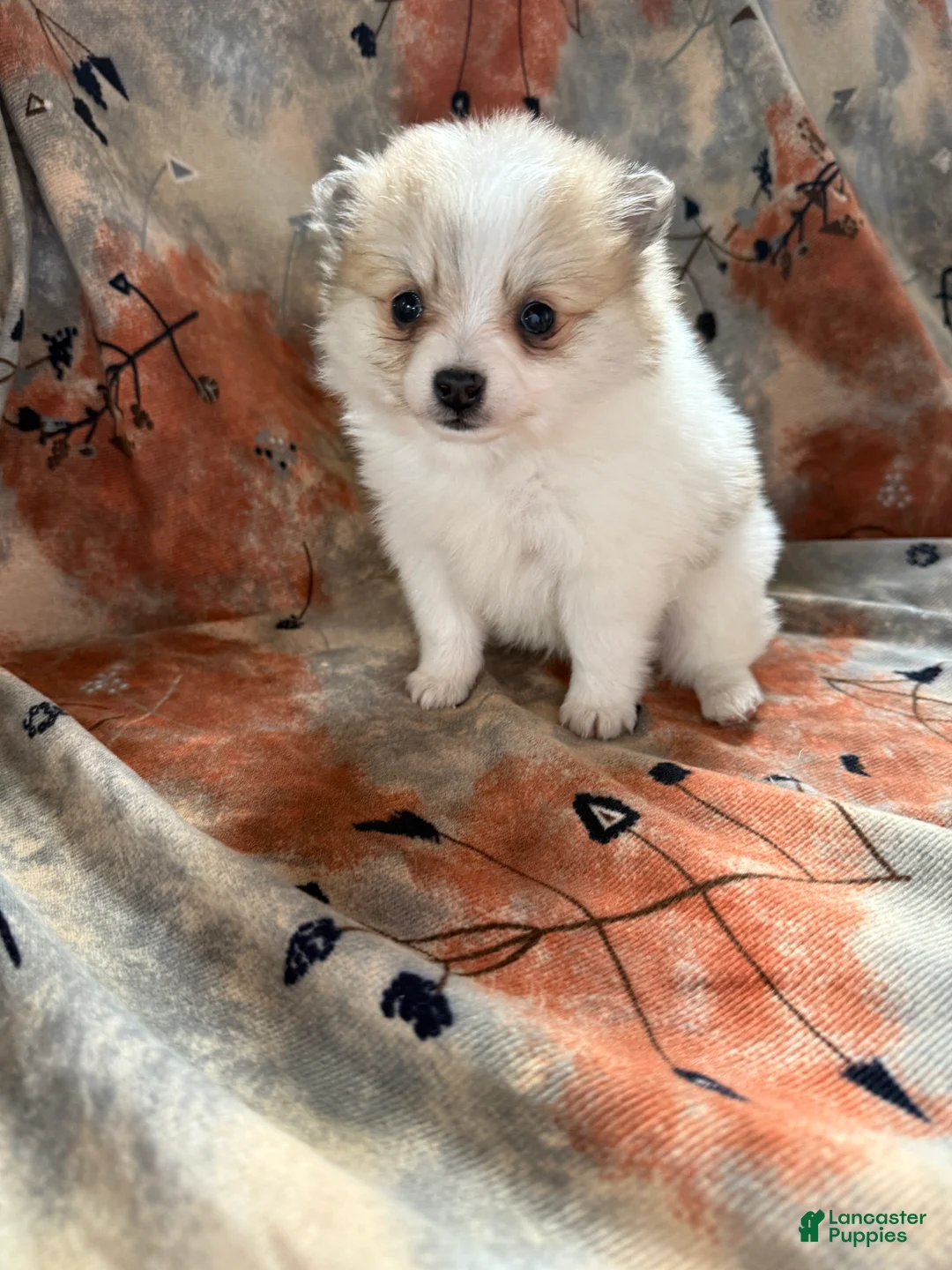 Pomeranian dogs for sale: Russel - Ad 1