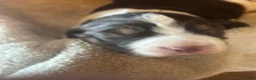 English Springer Spaniel dogs for sale: Olivia - Ad 7