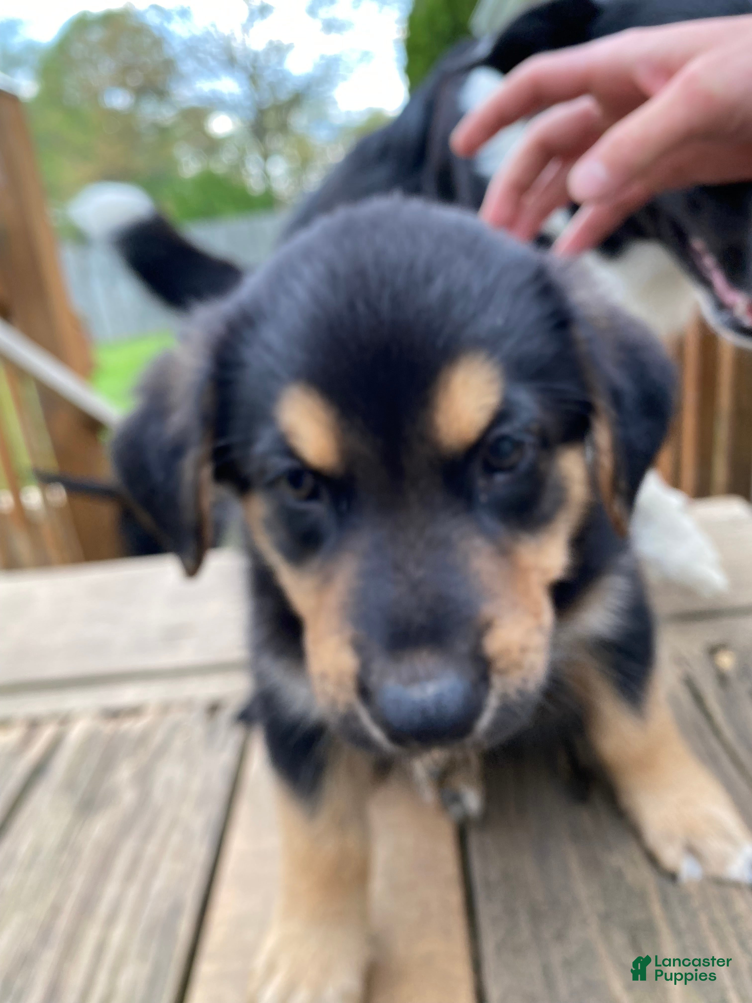 Mixed Breed dogs Mixed Breed Puppy 6 - Ad 40