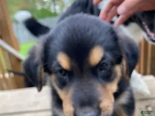 Mixed Breed dogs Mixed Breed Puppy 6 - Ad 40