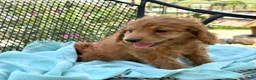 Mini Goldendoodle dogs for sale: Goldie - Ad 6