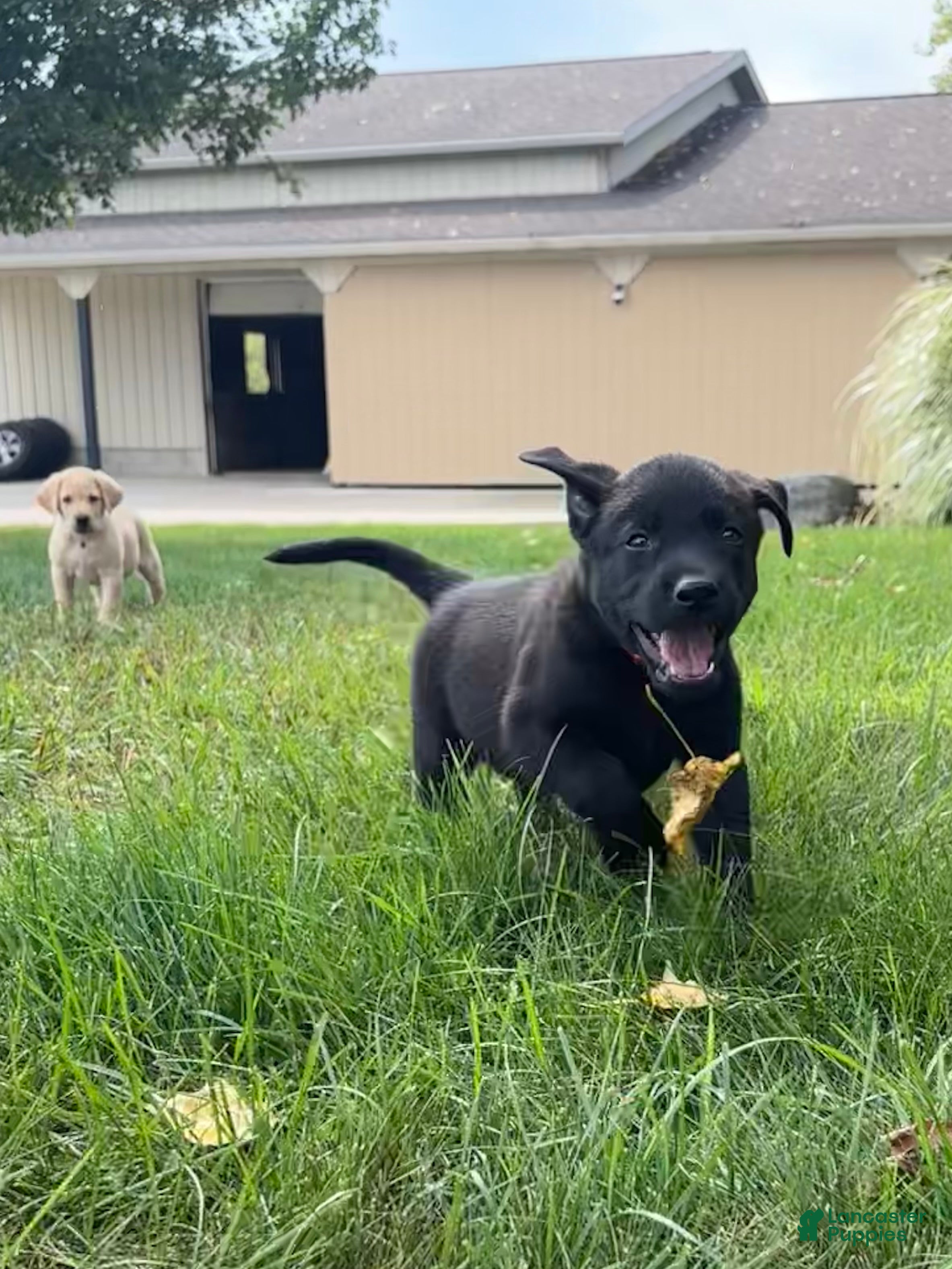 Labrador Retriever dogs Bruno - Ad 1