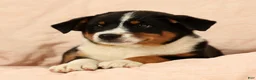 Australian Shepherd dogs for sale: Zoey - Ad 5