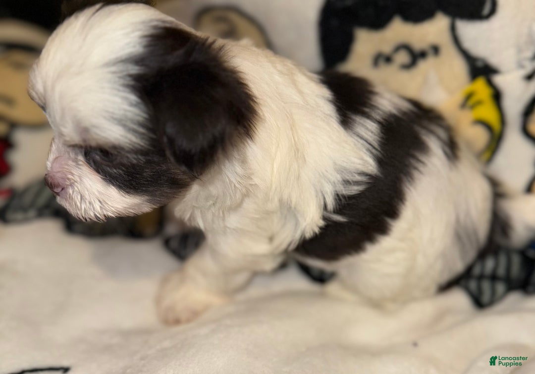 Yorkshire Terrier dogs for sale: Pluto - Ad 6