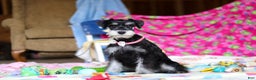 Miniature Schnauzer dogs for sale: Brianna - Ad 6