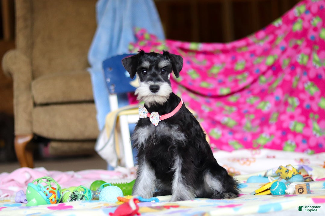 Miniature Schnauzer dogs for sale: Brianna - Ad 6