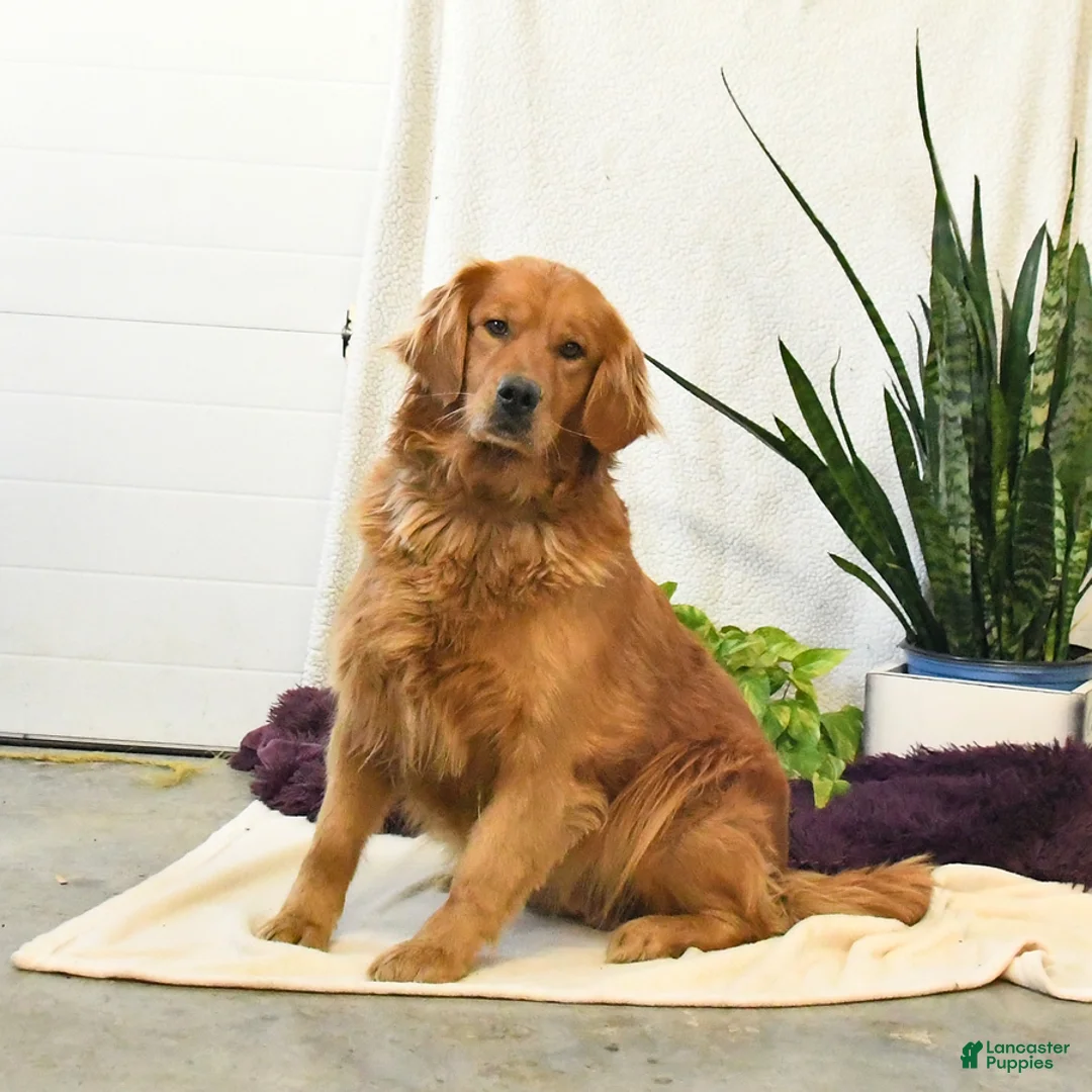 Golden Retriever dogs for sale: Toby - Ad 4