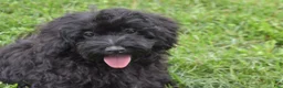 Maltipoo dogs for sale: Piper - Ad 3