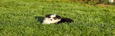 Lana Miniature Australian Shepherd Puppy 