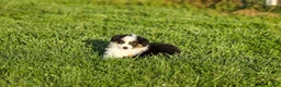 Miniature Australian Shepherd dogs for sale: Lana Miniature Australian Shepherd Puppy  - Ad 1