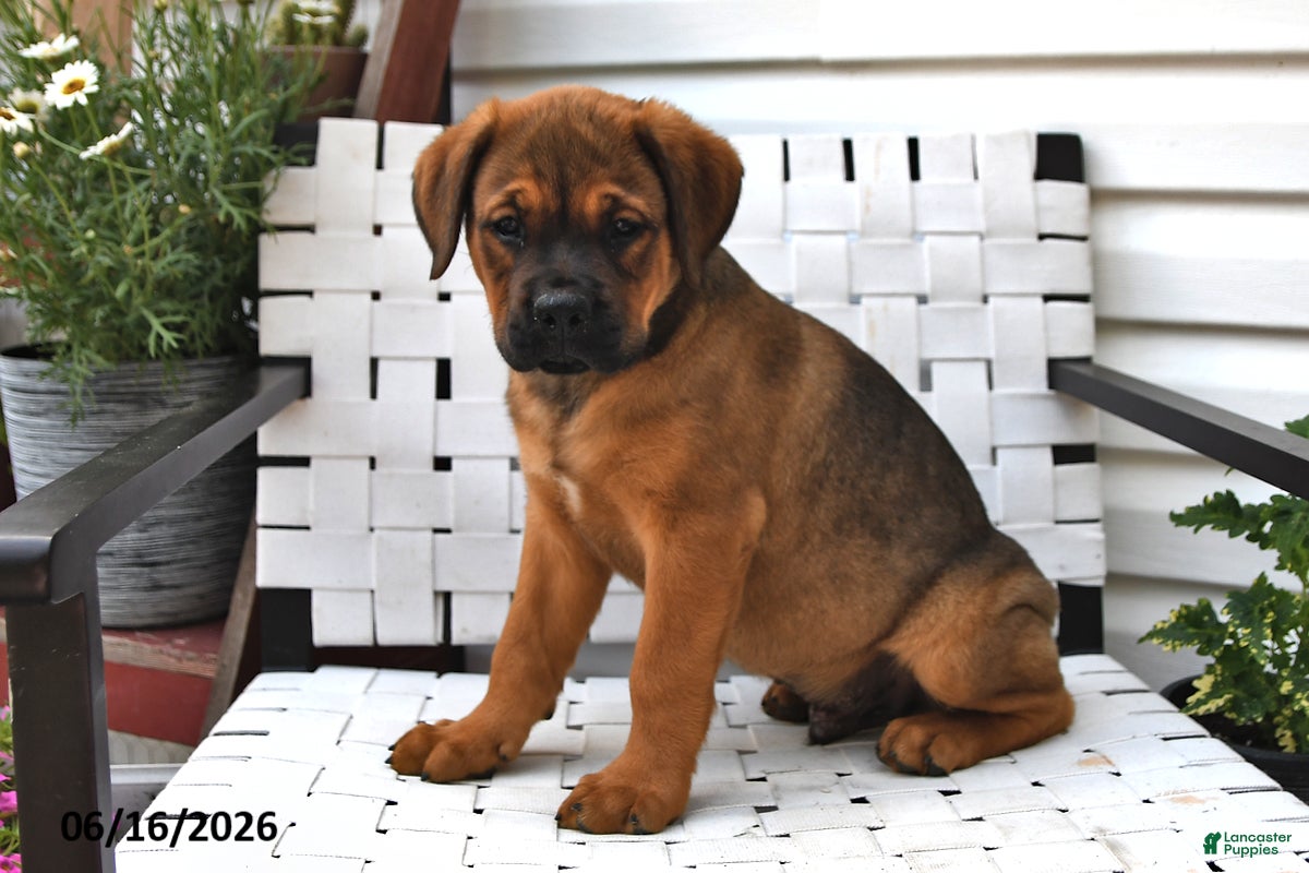 Mixed Breed dogs King - Ad 2