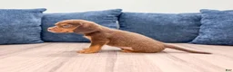 Beaglier dogs for sale: Eagle - Ad 5