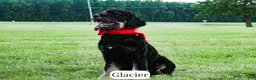 Bernedoodle dogs for sale: Glacier - Ad 5