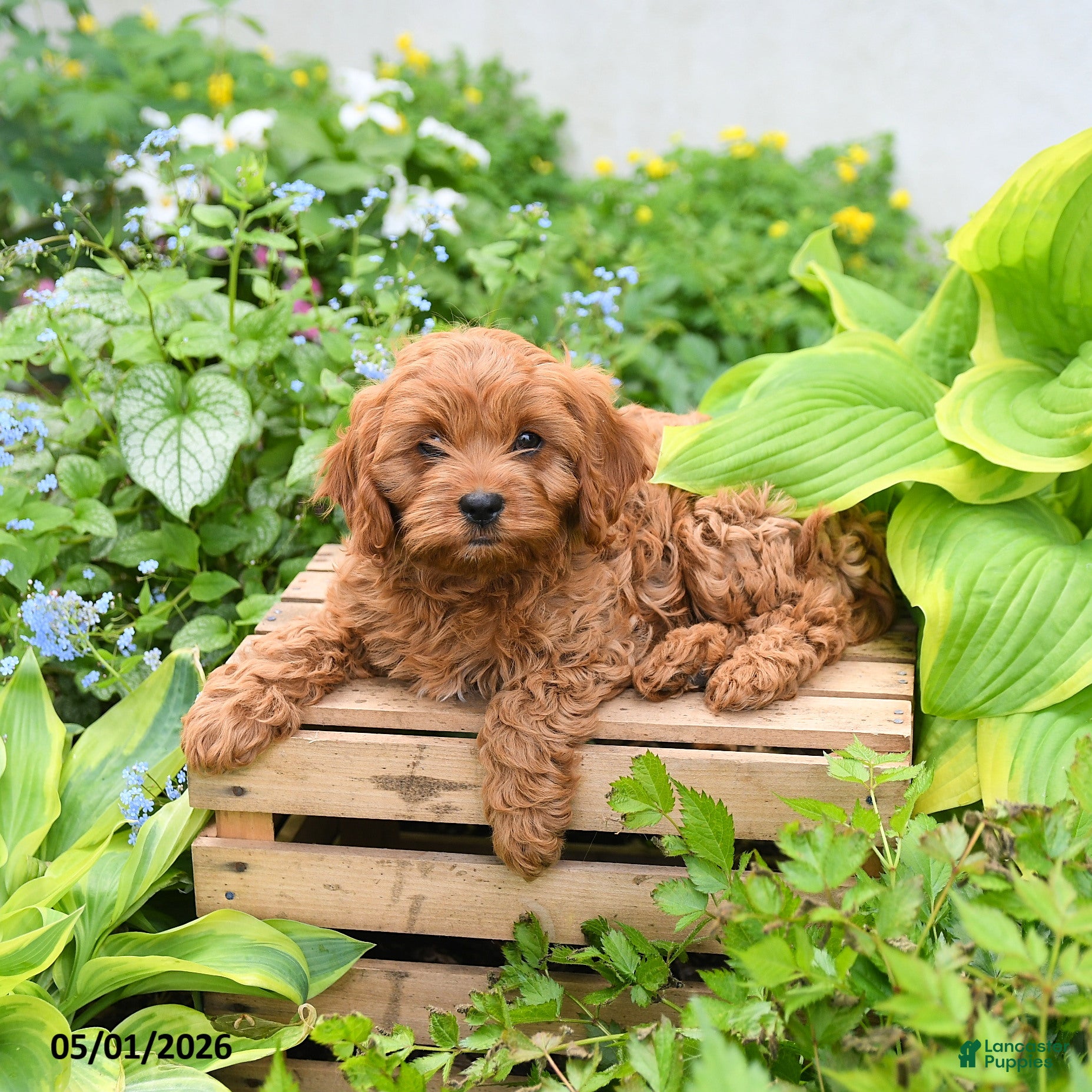 Cavapoo dogs for sale: Daisy - Ad 1