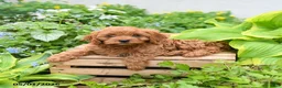 Cavapoo dogs for sale: Daisy - Ad 1