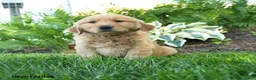 Golden Retriever dogs for sale: Milo - Ad 1