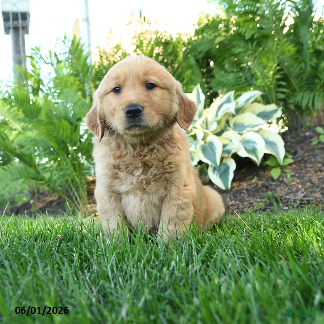 Golden Retriever dogs for sale: Milo - Ad 1