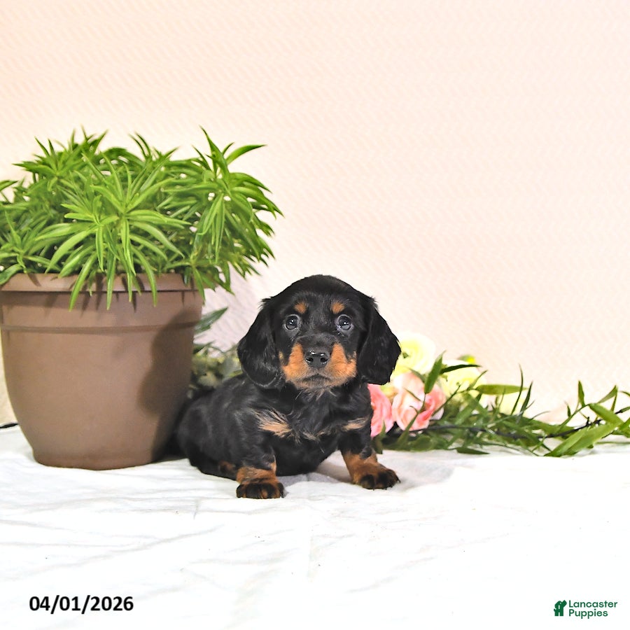 Miniature Dachshund dogs Percy - Ad 2