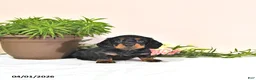Miniature Dachshund dogs for sale: Percy - Ad 2