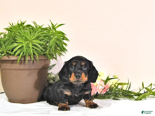 Miniature Dachshund dogs for sale: Percy - Ad 2