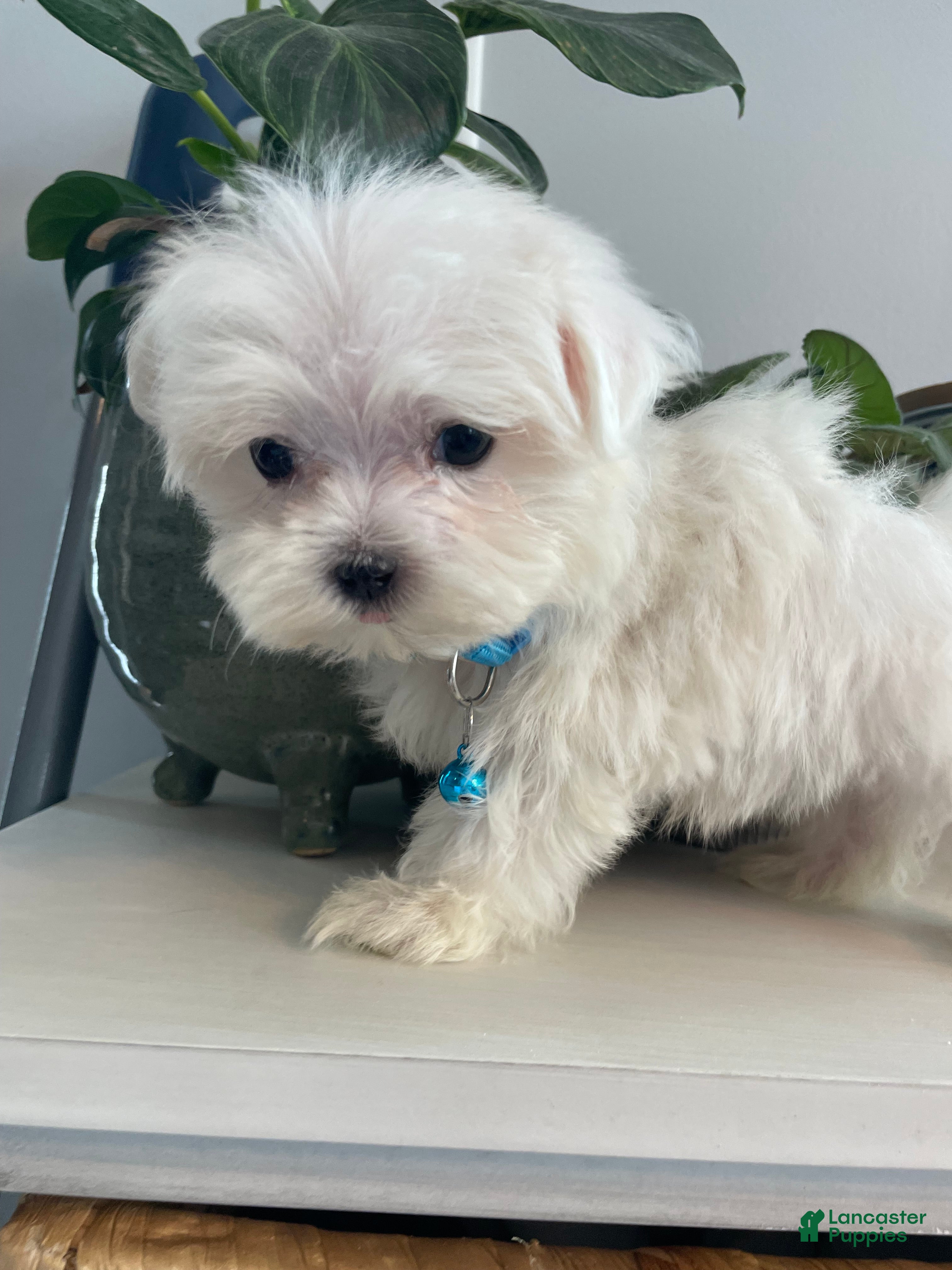 Maltese dogs Teacup Jace - Ad 2