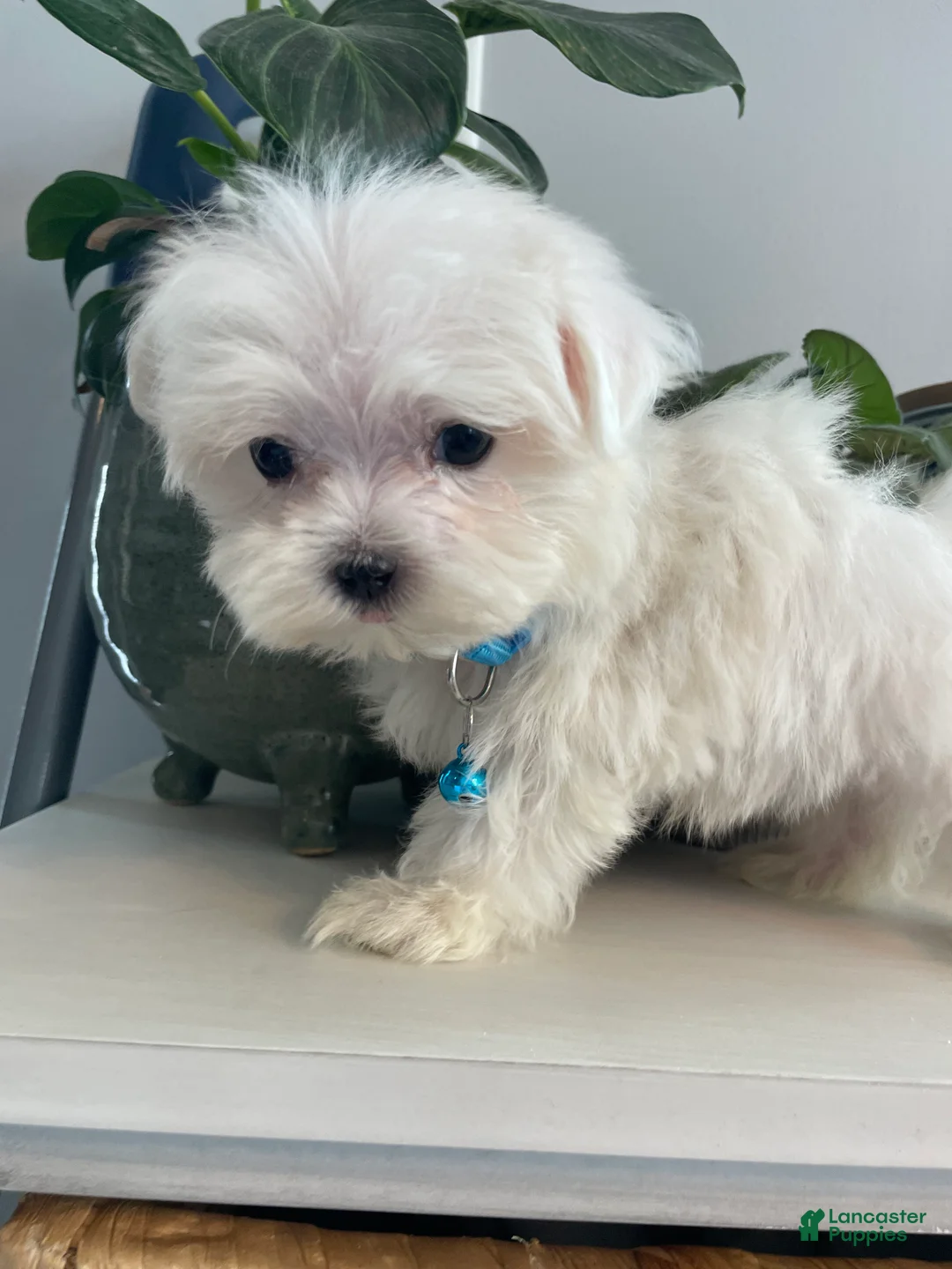 Maltese dogs for sale: Teacup Jace - Ad 2