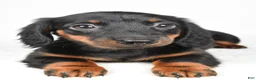 Dachshund dogs for sale: Cassidy - Ad 6