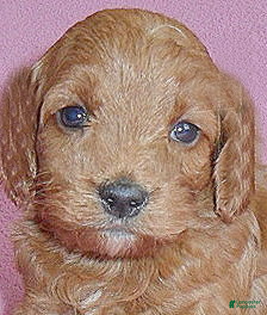 Cockapoo dogs for sale: Annie - Ad 2