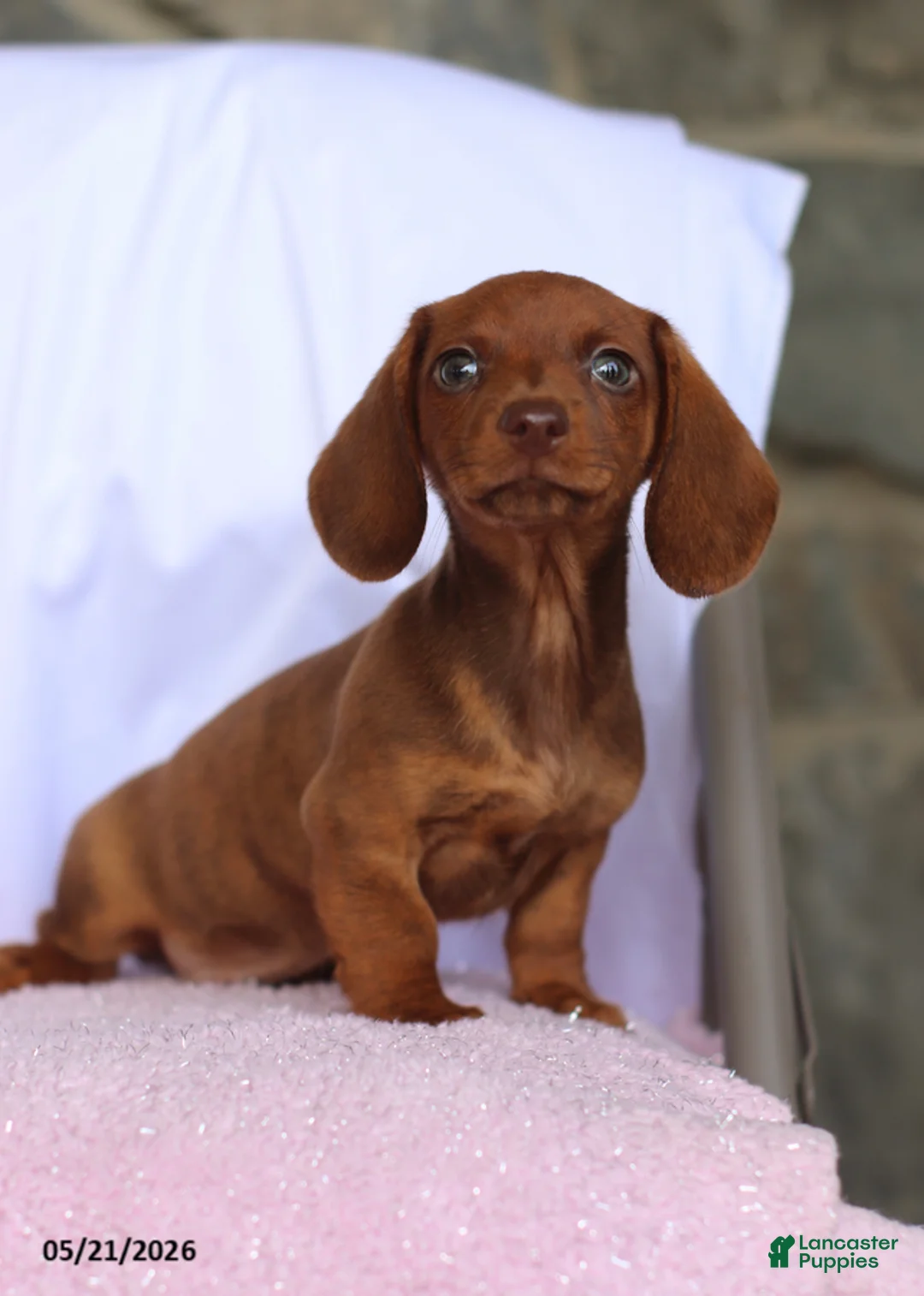 Miniature Dachshund dogs for sale: Calvin - Ad 1