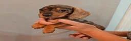 Miniature Dachshund dogs for sale: Miniature Dachshund Puppy 2 - Ad 2