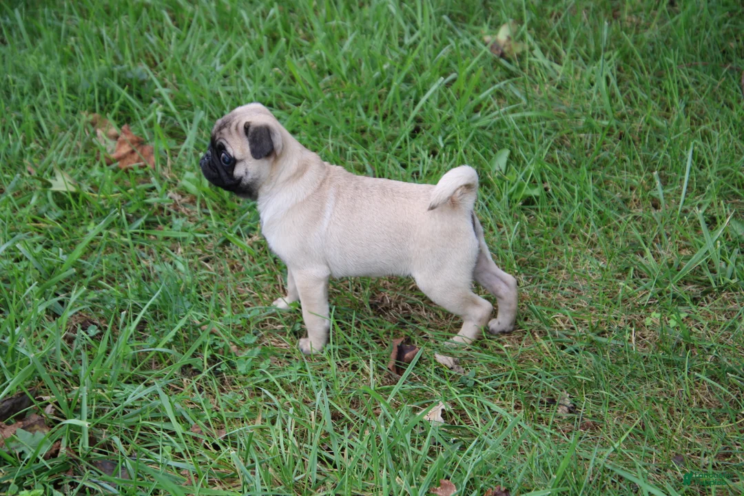 Pug dogs for sale: Teddy - Ad 2