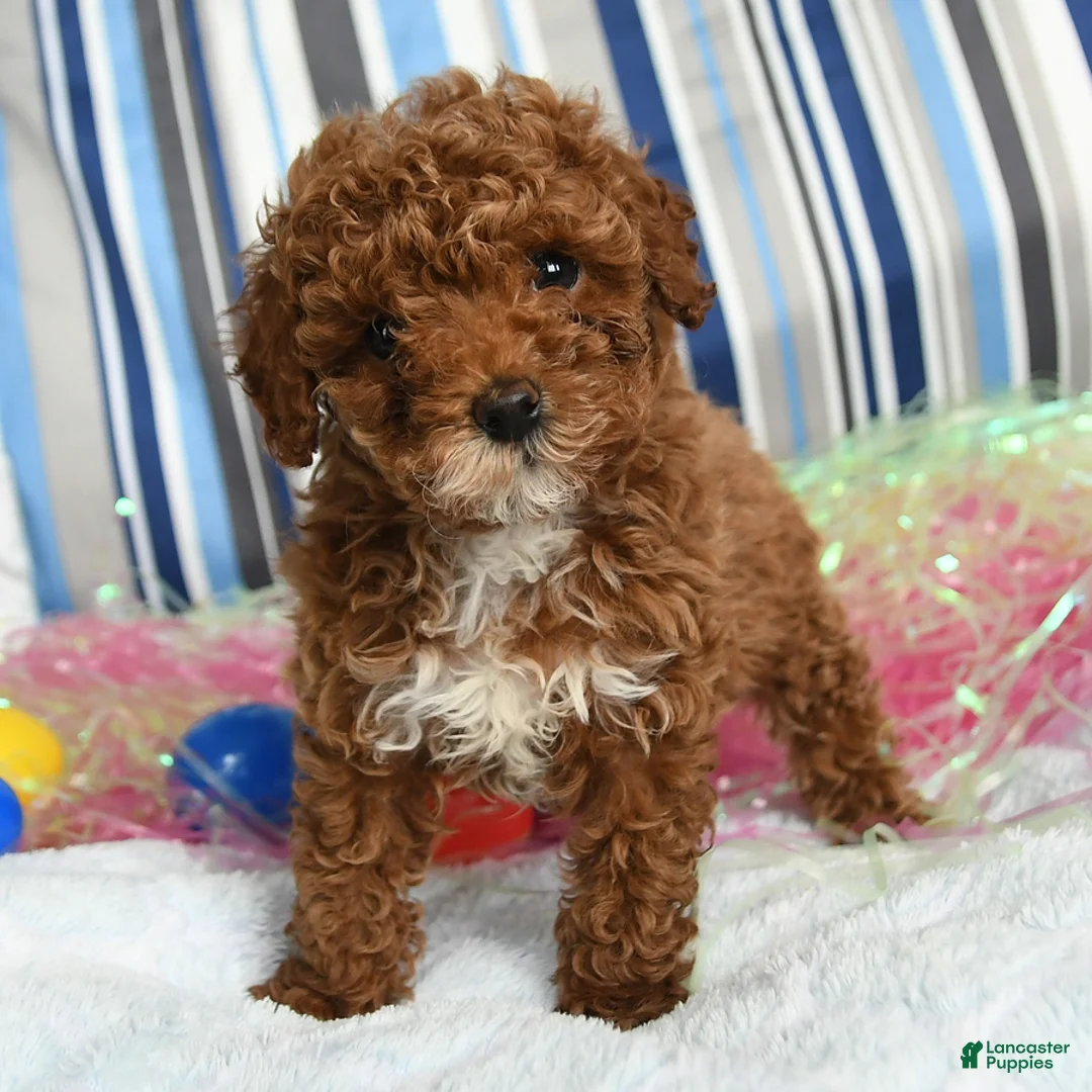 Miniature Poodle dogs for sale: Coffee - Ad 2