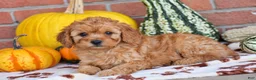 Miniature Poodle dogs for sale: Peter - Ad 3