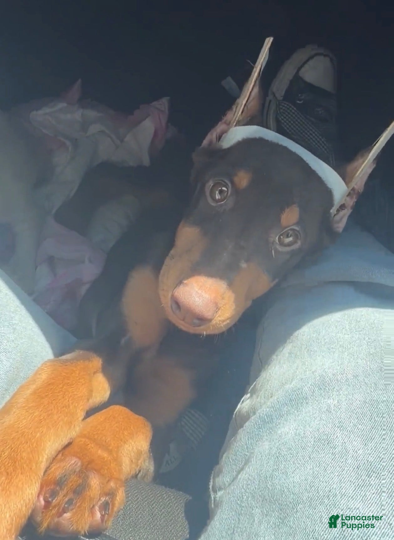 Doberman Pinscher dogs for sale: Doberman Pinscher Puppy 1 - Ad 1
