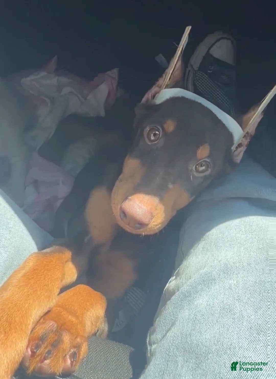Doberman Pinscher dogs for sale: Doberman Pinscher Puppy 1 - Ad 1