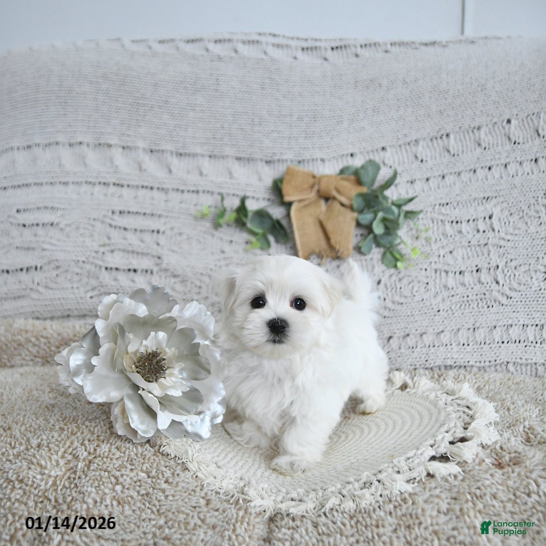 Maltese dogs for sale: Fritz EXTRA SMALL - Ad 4