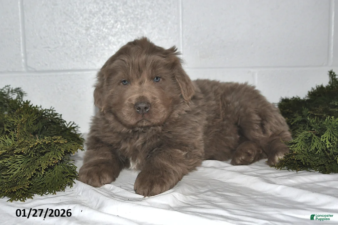 Newfoundland dogs for sale: Nilson - Ad 5