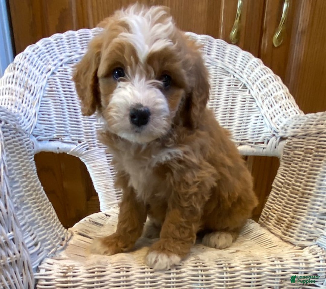 Mini Bernedoodle dogs for sale: Shadow - Ad 2