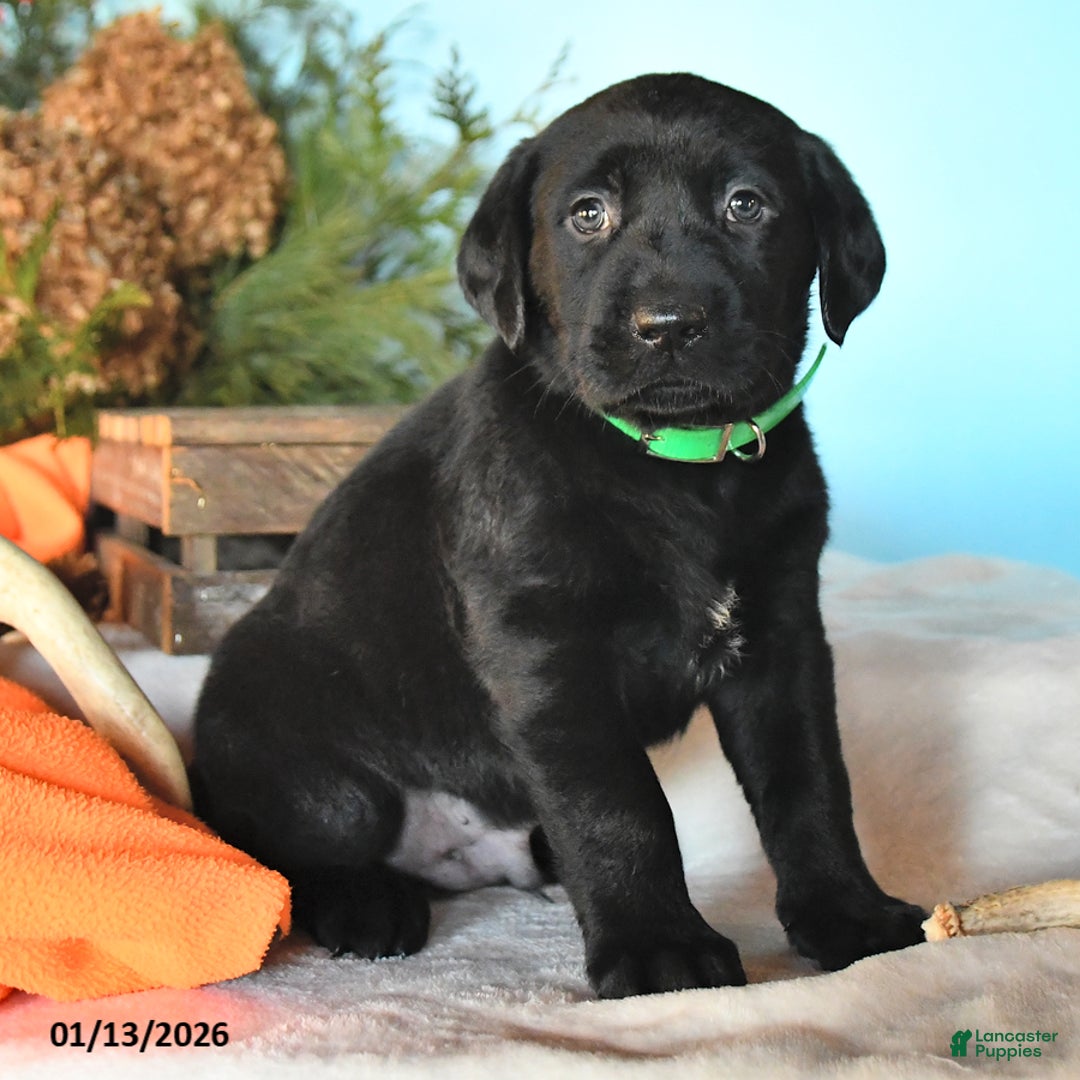 Labrador Retriever dogs for sale: Eskimo - Ad 2
