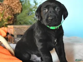 Labrador Retriever dogs Eskimo - Ad 35