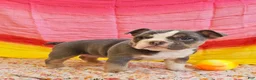 Mixed Breed dogs for sale: Blue Star Girl - Ad 4
