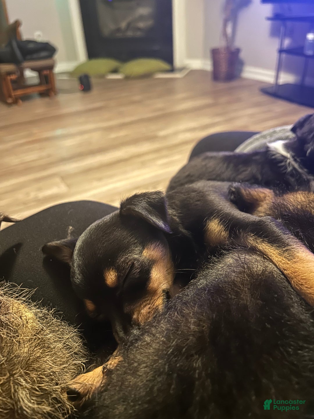 Mixed Breed dogs for sale: Mixed Breed Puppy 2 - Ad 7