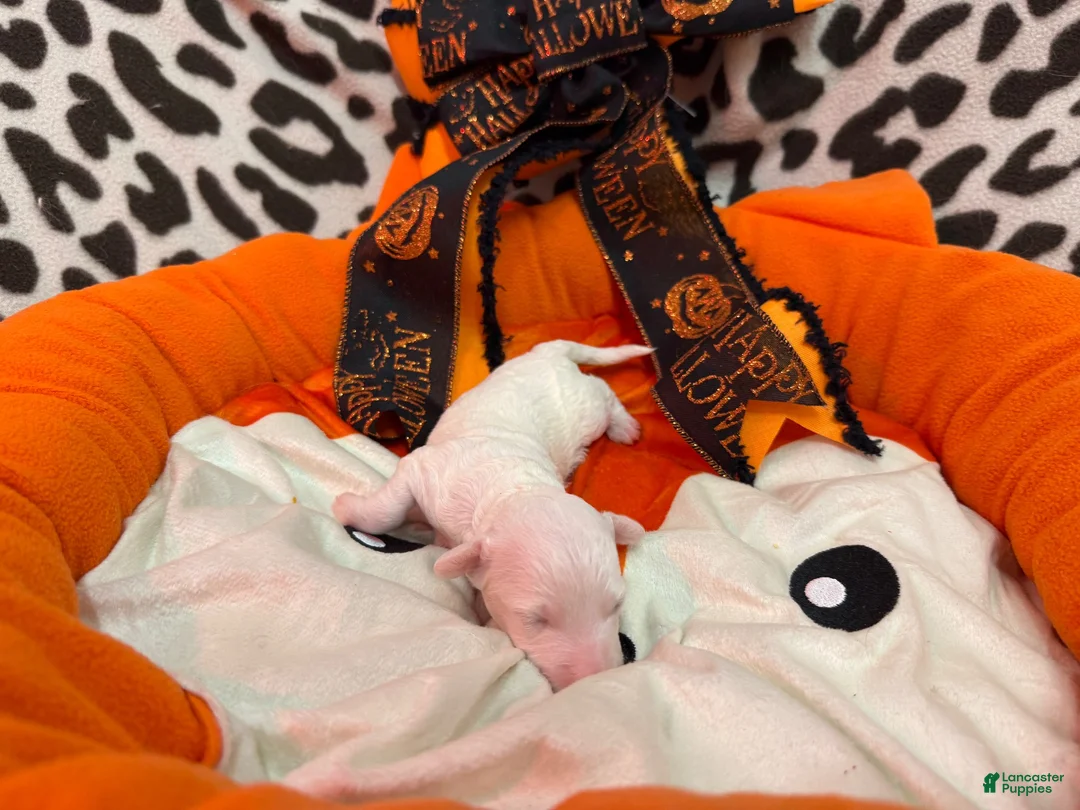 Bichon Frise dogs for sale: Bichon Frise 2 - Ad 2