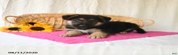 German Shepherd dogs for sale: Tamaiah - Ad 5