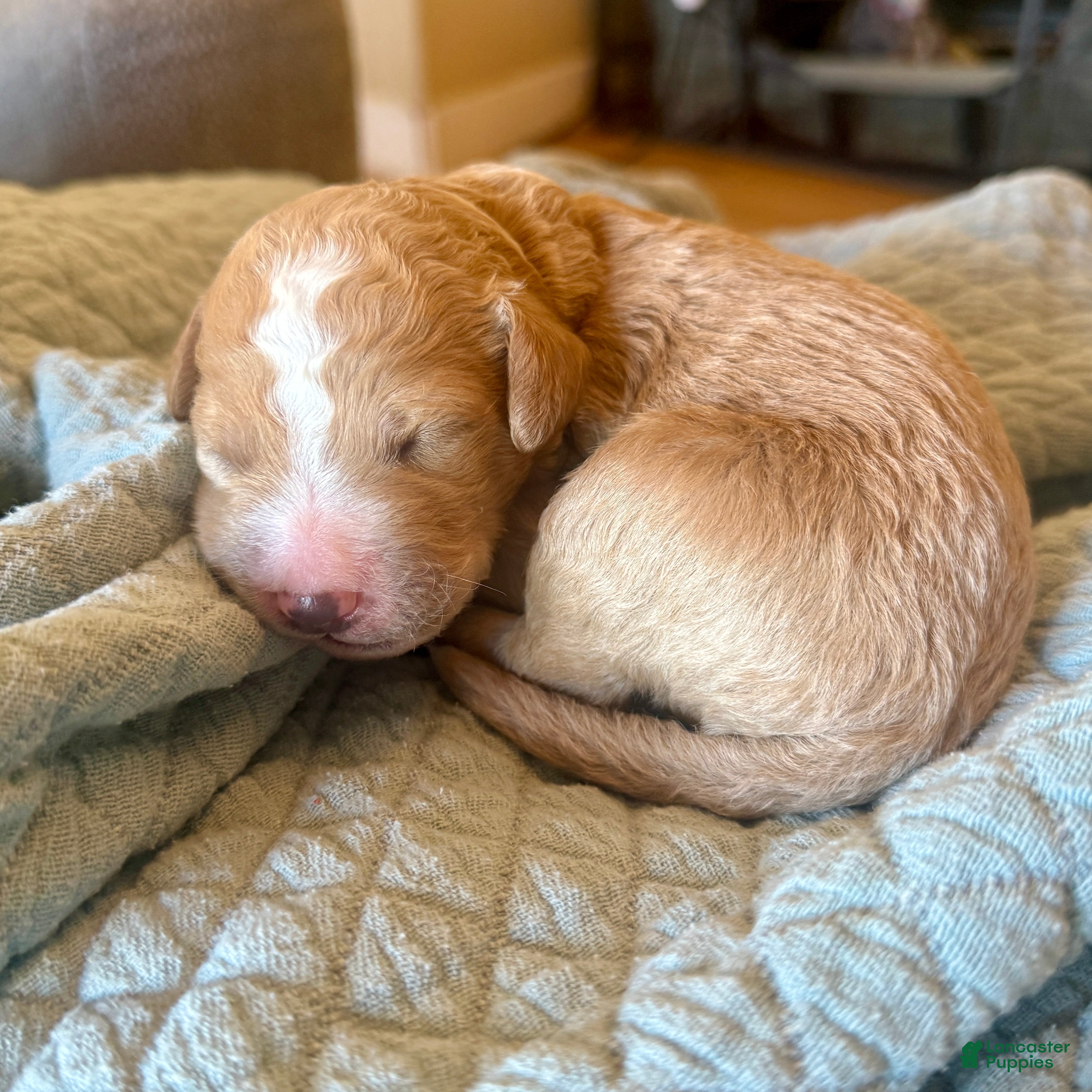 Bernedoodle dogs Jack - Ad 1