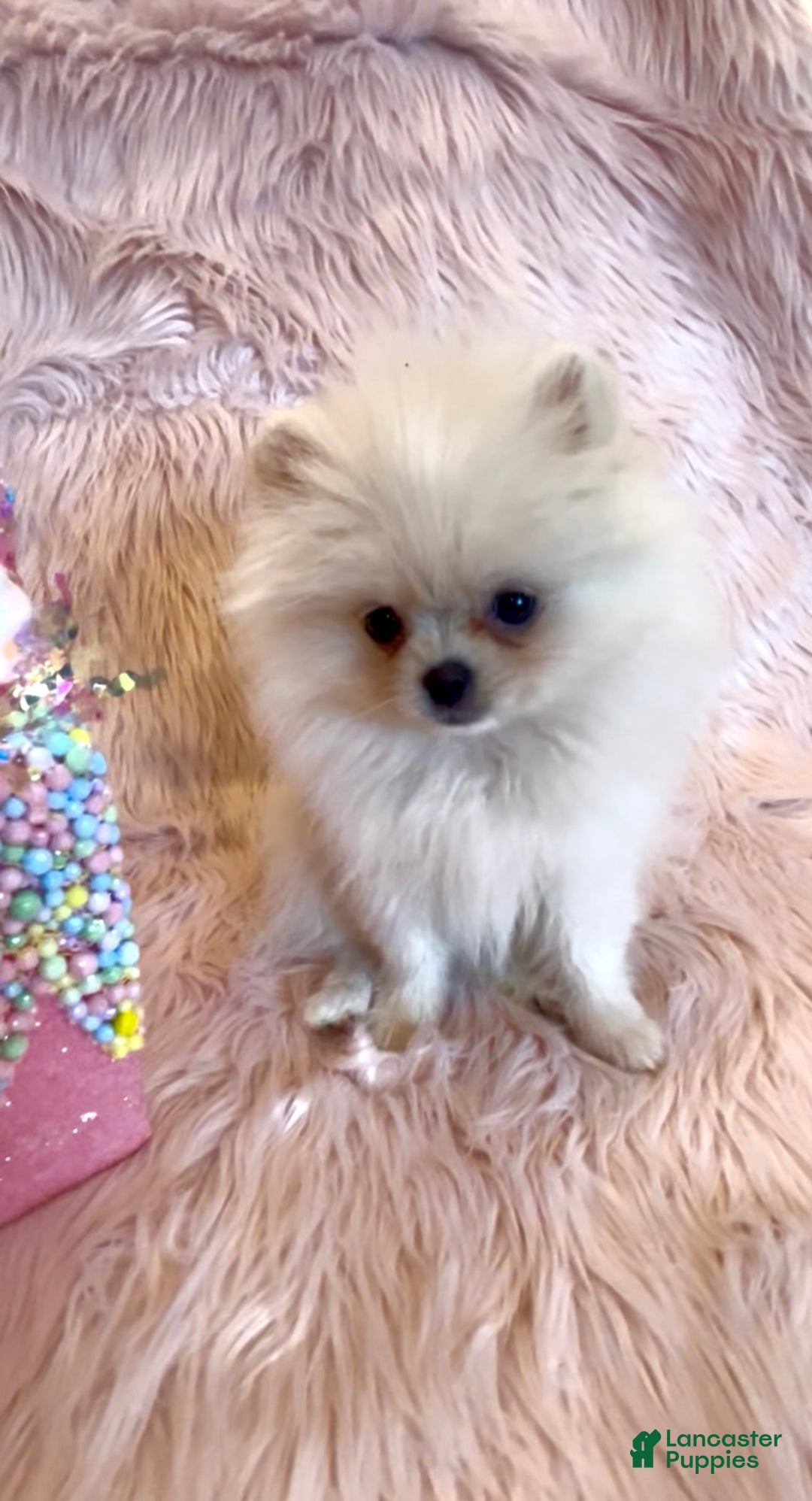 Pomeranian dogs for sale: Lynette AKC Registered full rights  - Ad 19